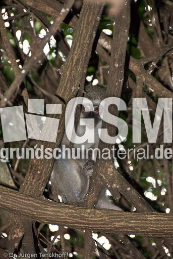 Grüne Meerkatzen (59 von 67).jpg